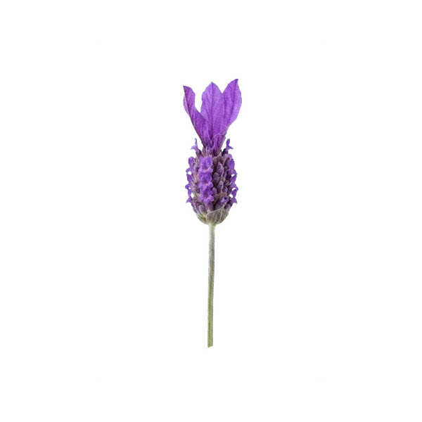 French lavender