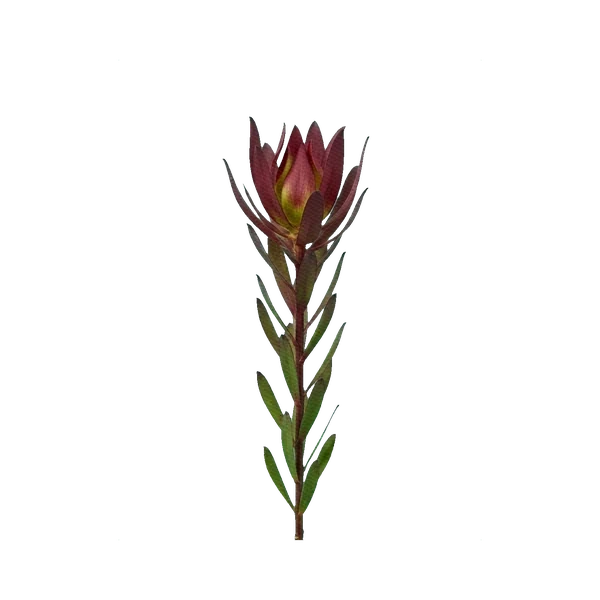Leucadendron Safari Sunset
