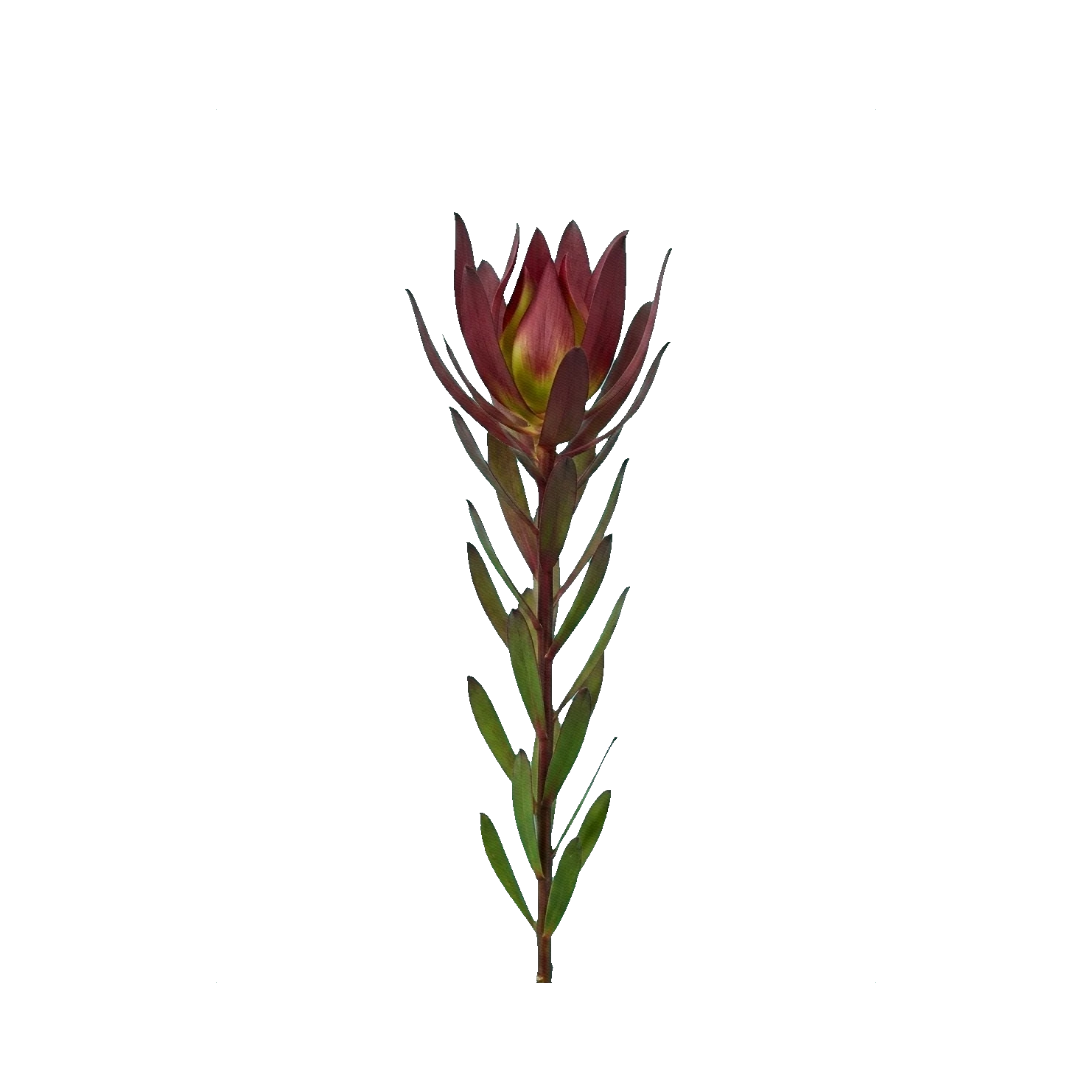 Leucadendron Safari Sunset