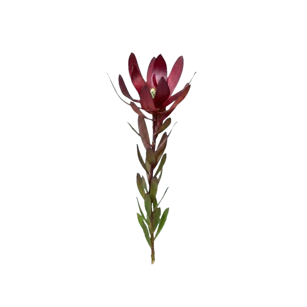 Leucadendron Sunset