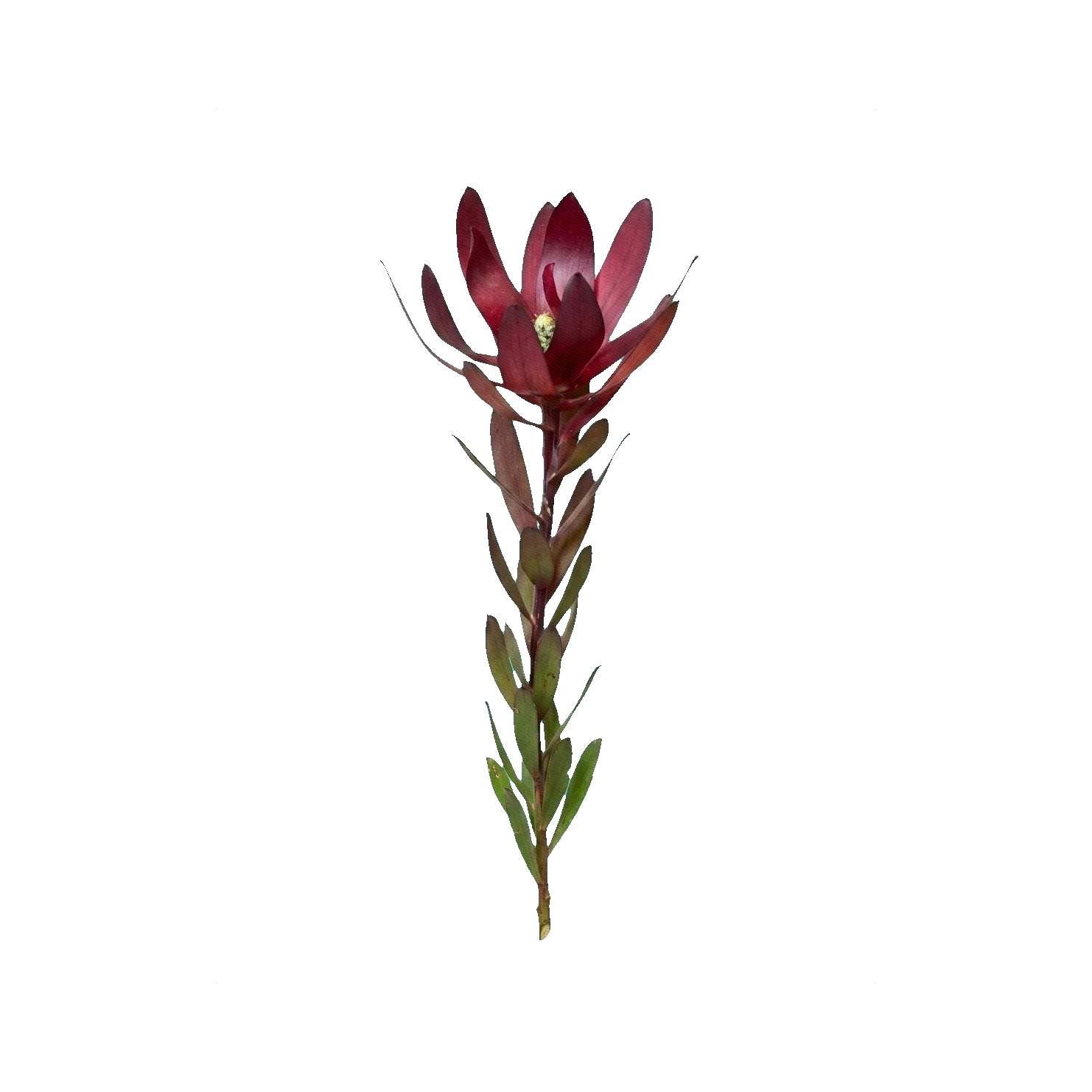 Leucadendron