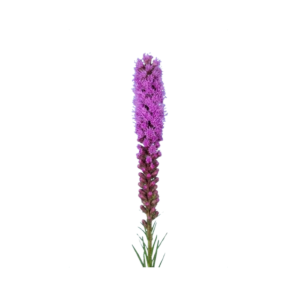 Liatris spicata purple
