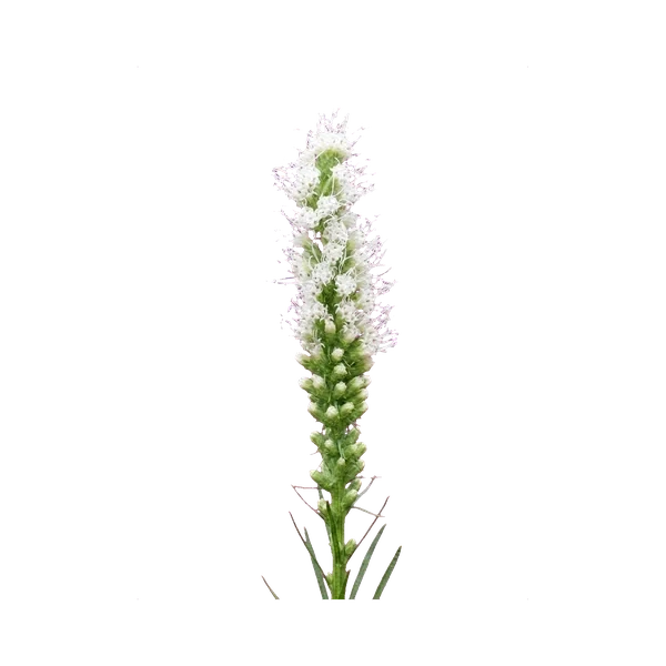 Liatris White Spire