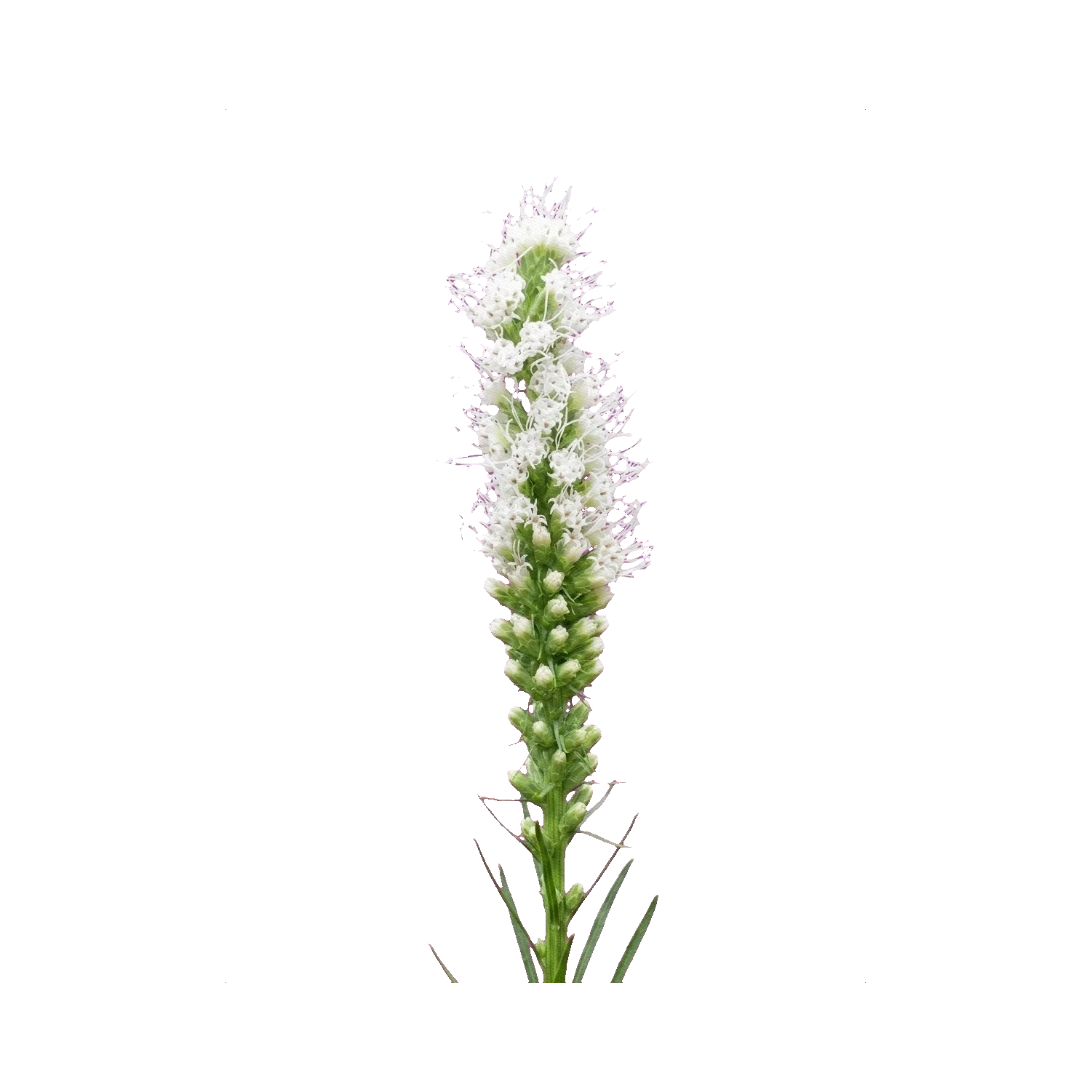 Liatris White Spire