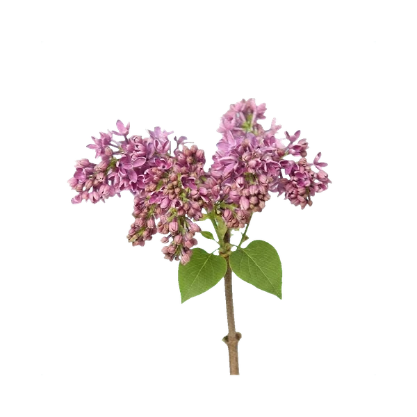 Lilac Hugo Koster