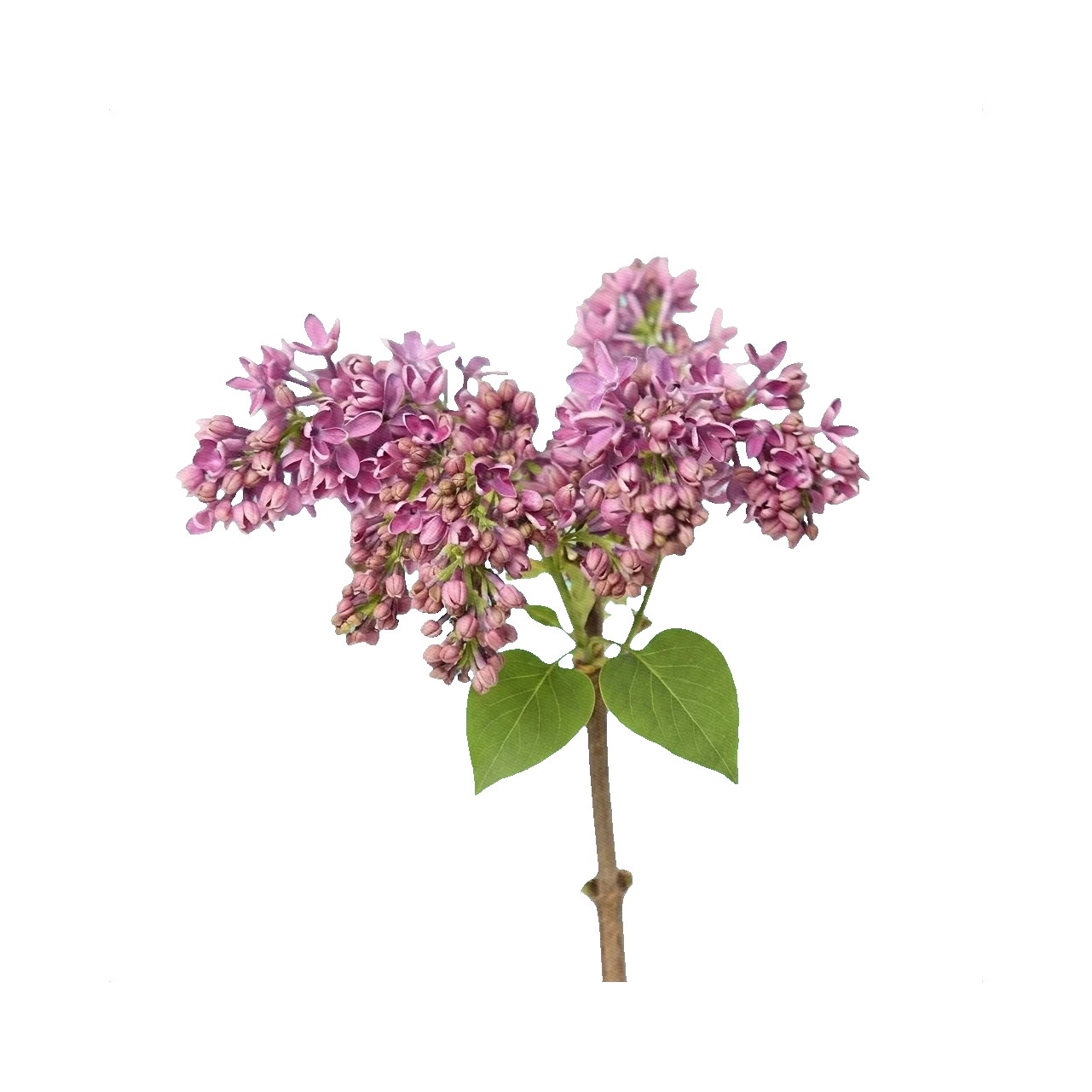 Lilac Hugo Koster