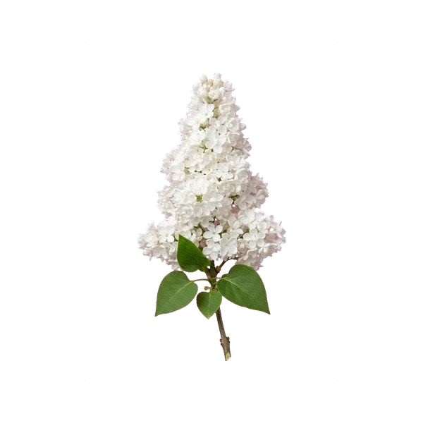 Lilac Madame Florent Stepman