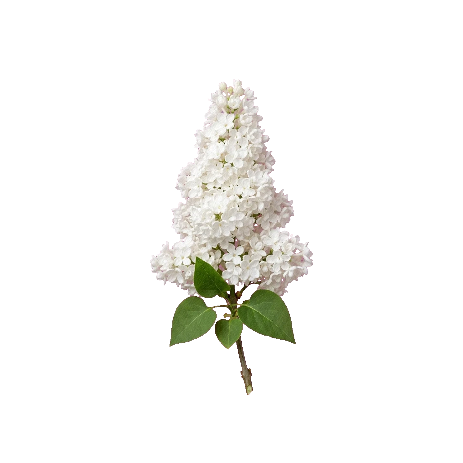 Lilac Madame Florent Stepman