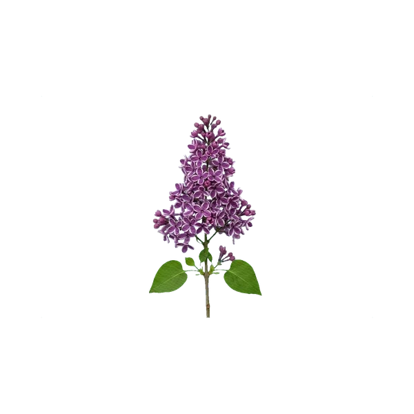 Lilac Sensation