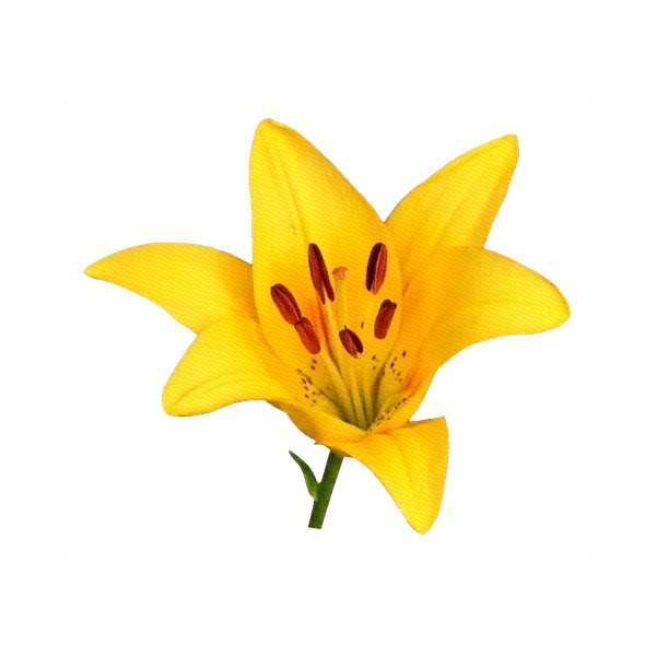 Asiatic Lily yellow