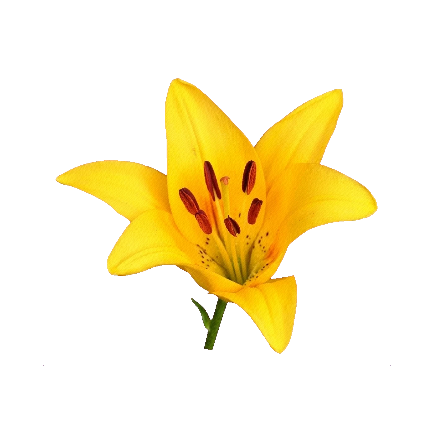 Asiatic Lily yellow
