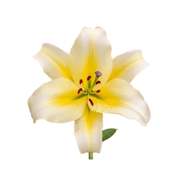 Lily Conca d'Or