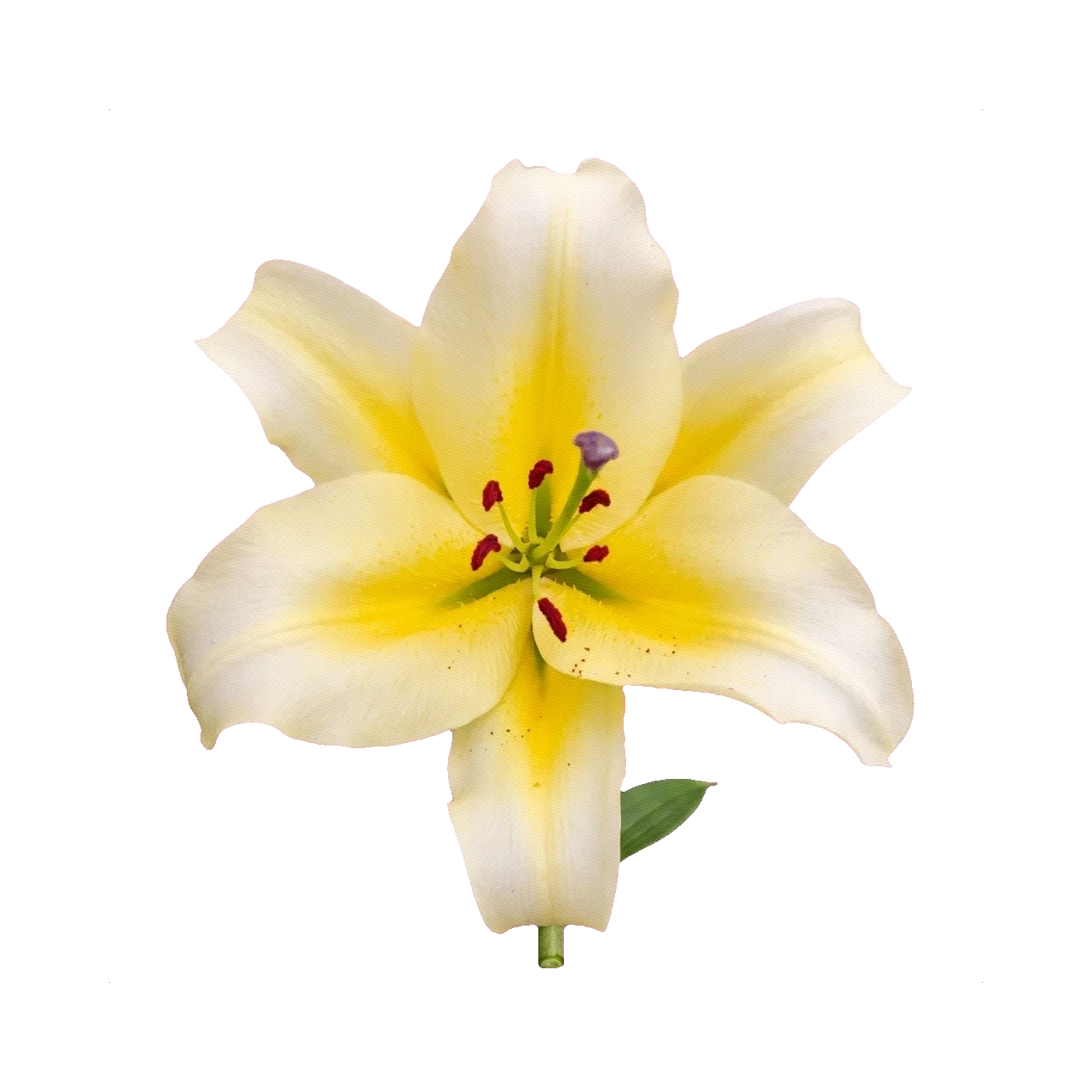 Lily Conca d'Or
