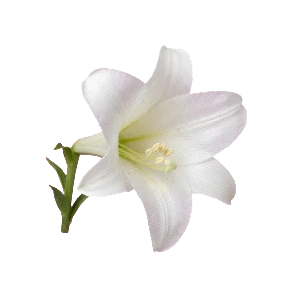 Lily longiflorum White Heaven