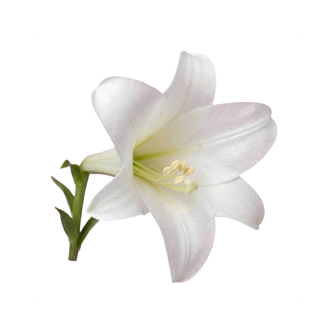 Lily