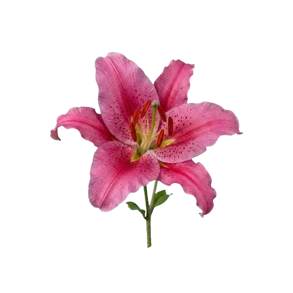 Oriental Lily Acapulco