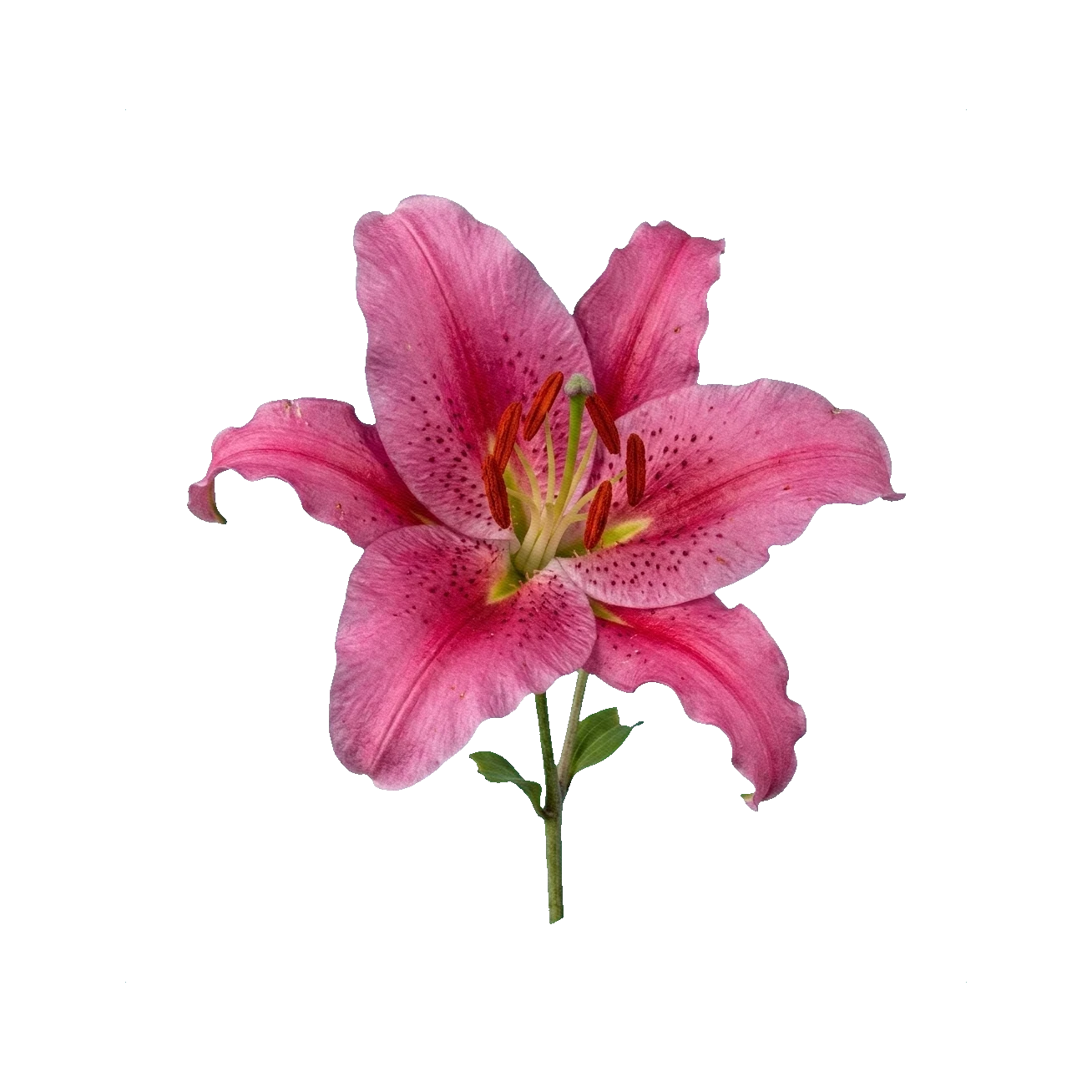 Oriental Lily Acapulco