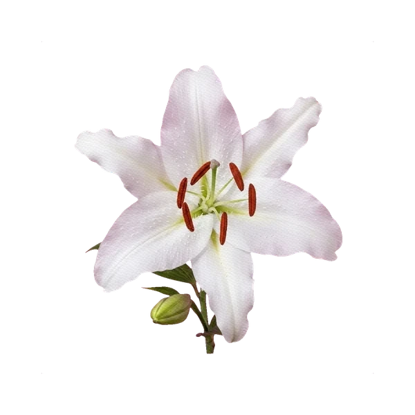 Oriental Lily Casa Blanca
