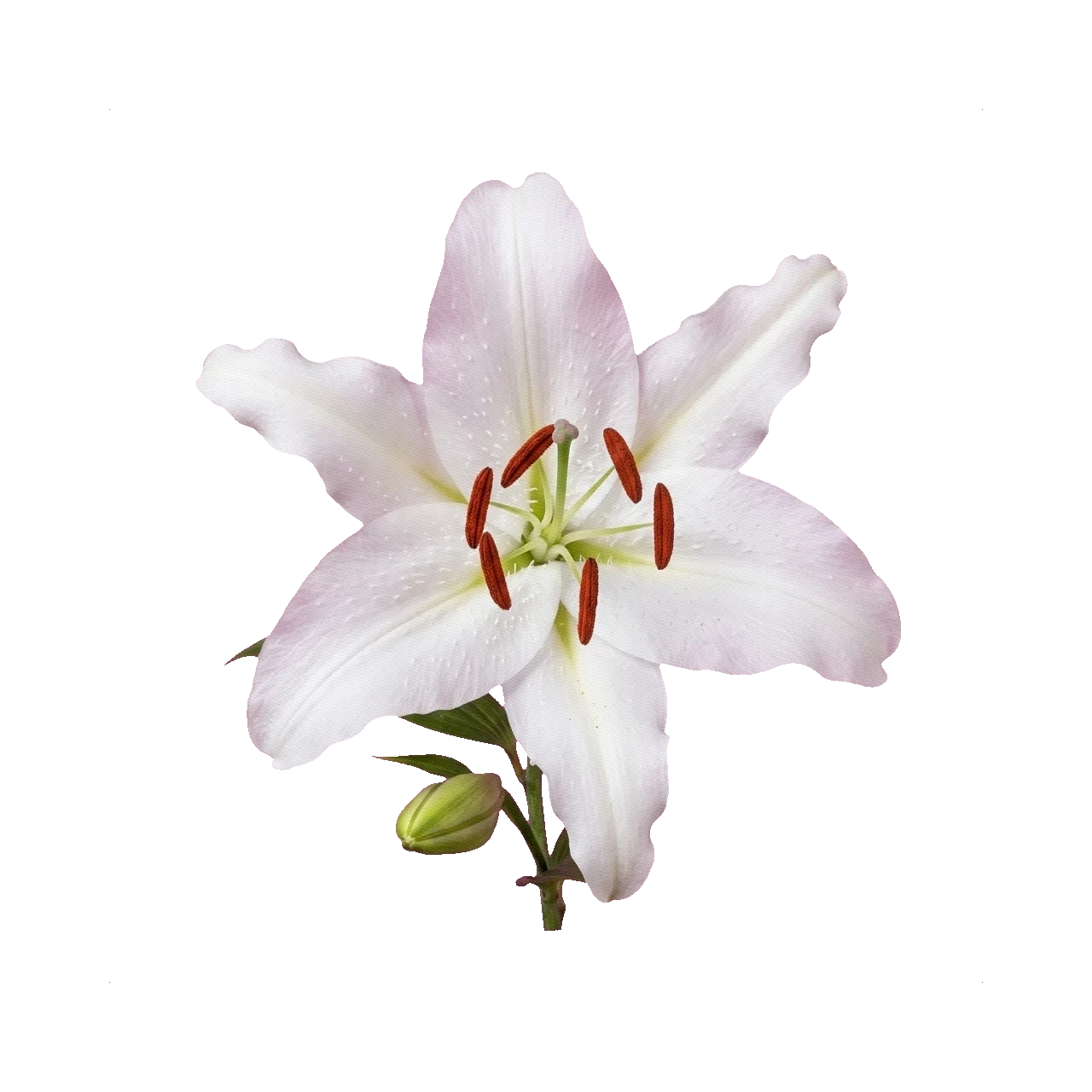 Oriental Lily Casa Blanca