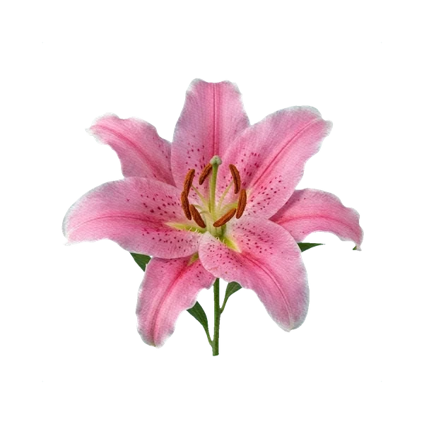 Oriental Lily Sorbonne