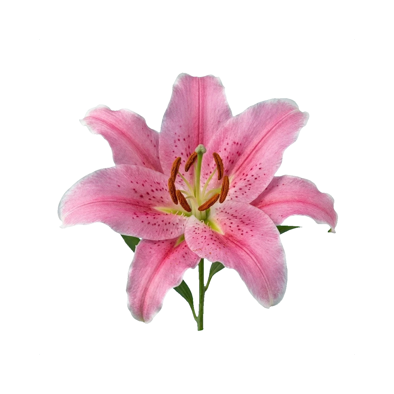 Oriental Lily Sorbonne