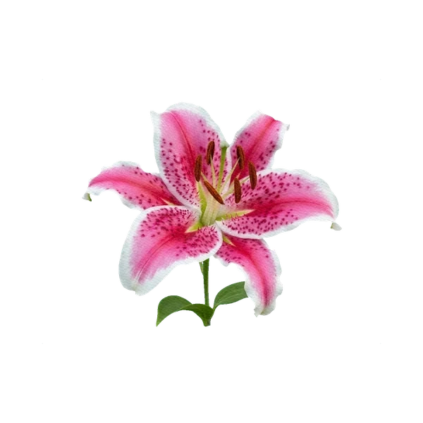 Oriental Lily Stargazer