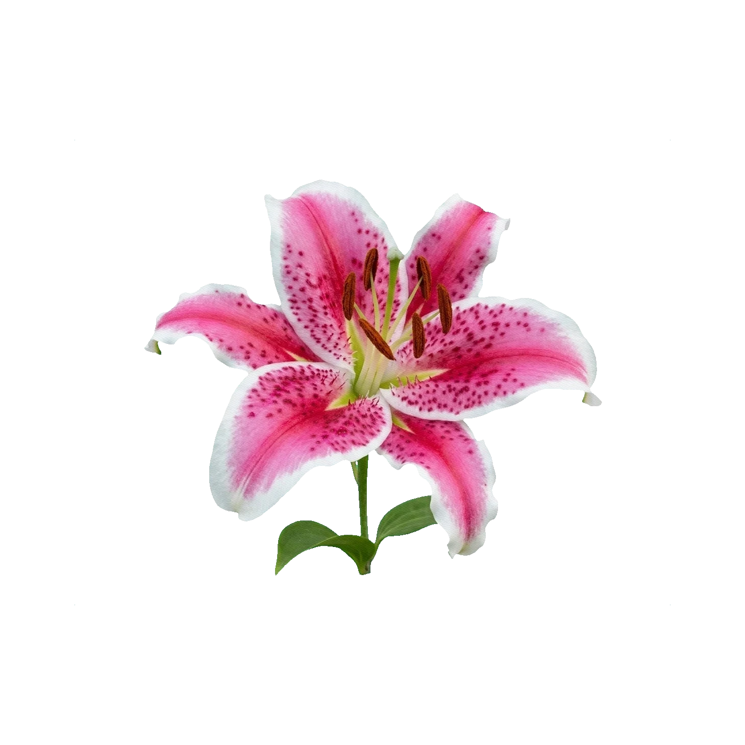 Oriental Lily Stargazer