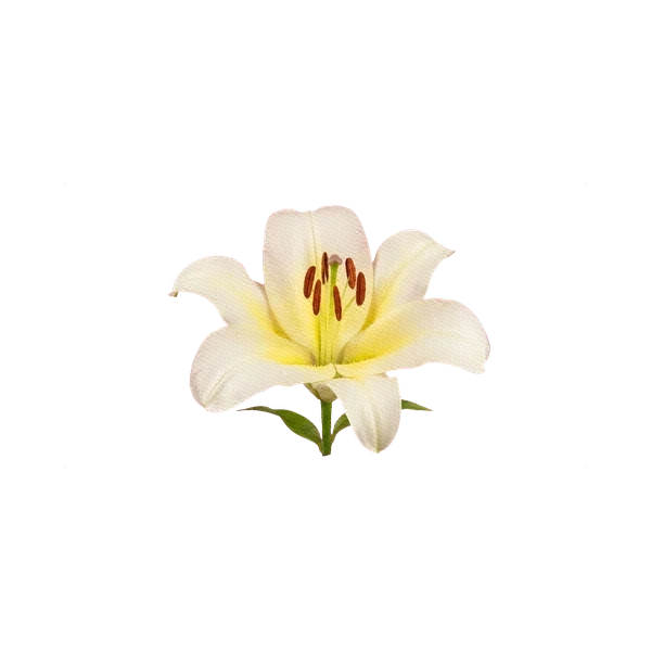 Lily OT-hybrid Conca d'Oro