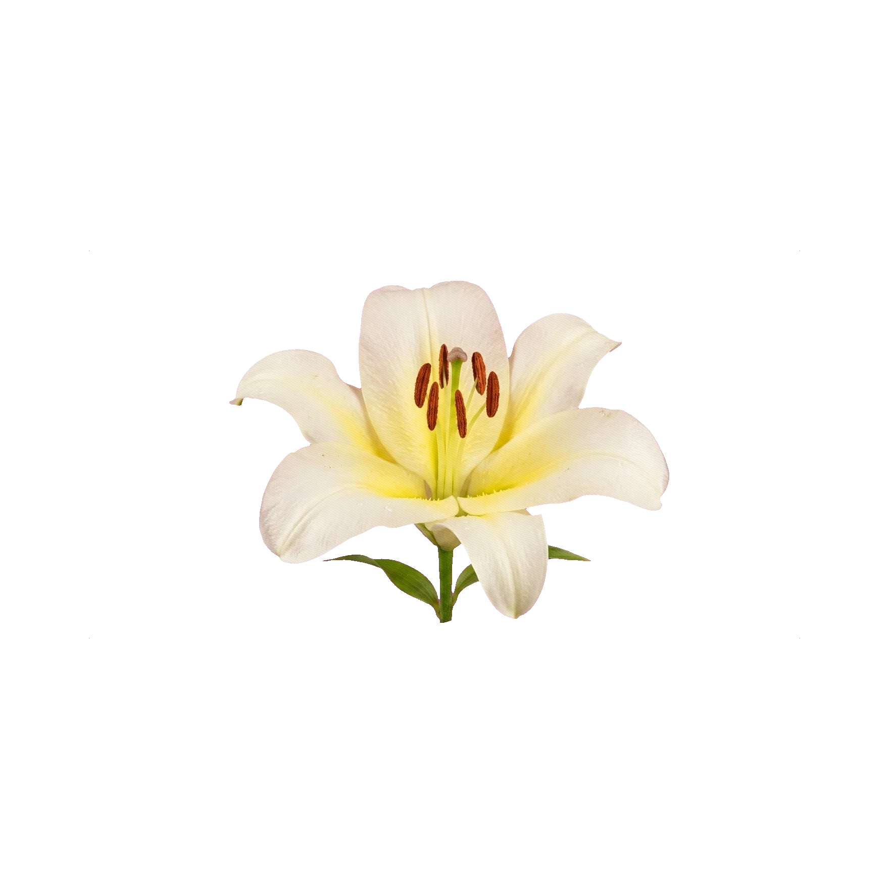 Lily OT-hybrid Conca d'Oro