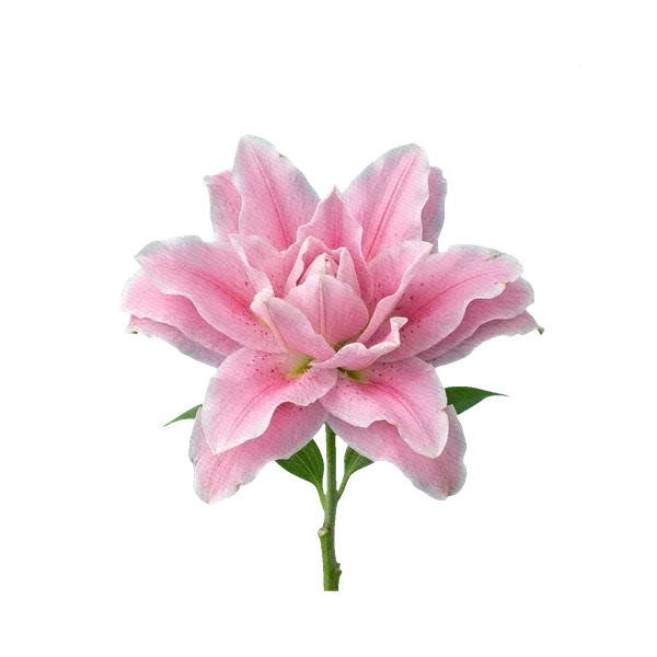 Lily Roselily Isabella