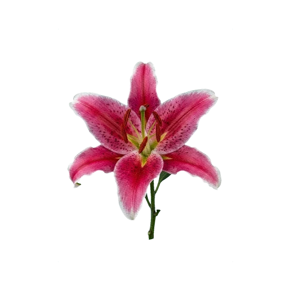 Lily Stargazer
