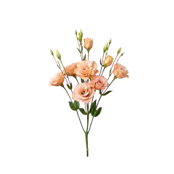 Lisianthus Alissa Apricot