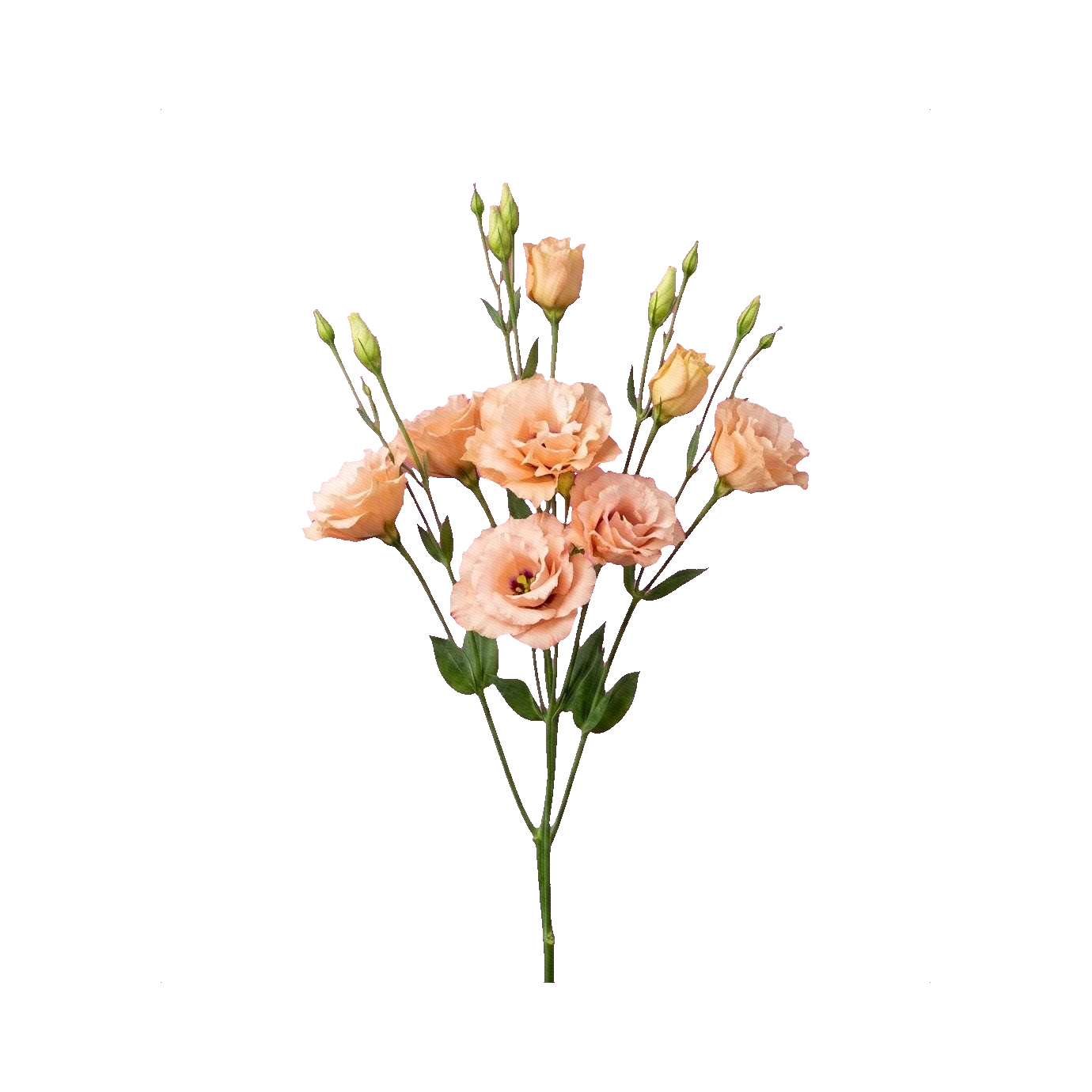 Lisianthus Alissa Apricot