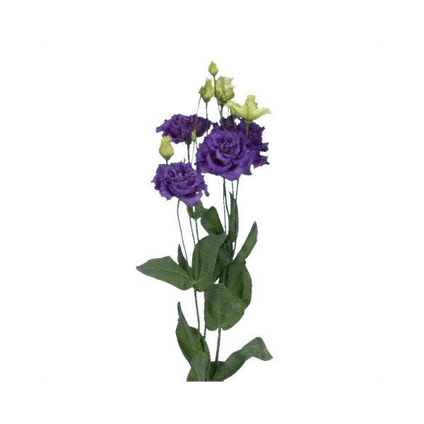 Lisianthus Alissa Blue
