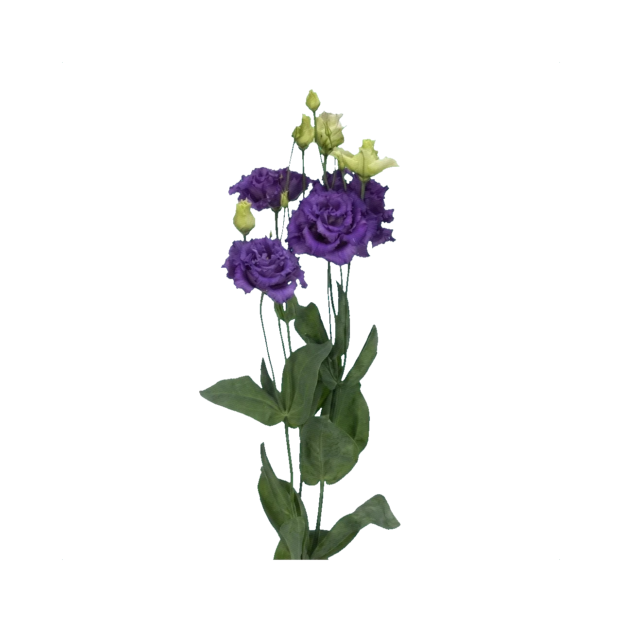 Lisianthus Alissa Blue