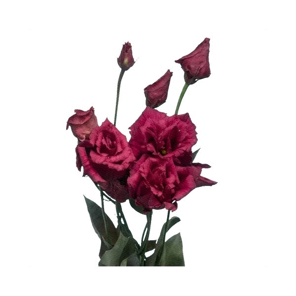 Lisianthus Alissa Burgundy