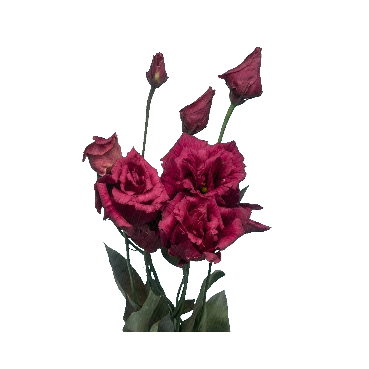 Lisianthus Alissa Burgundy