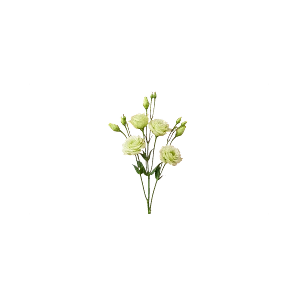 Lisianthus Alissa Green