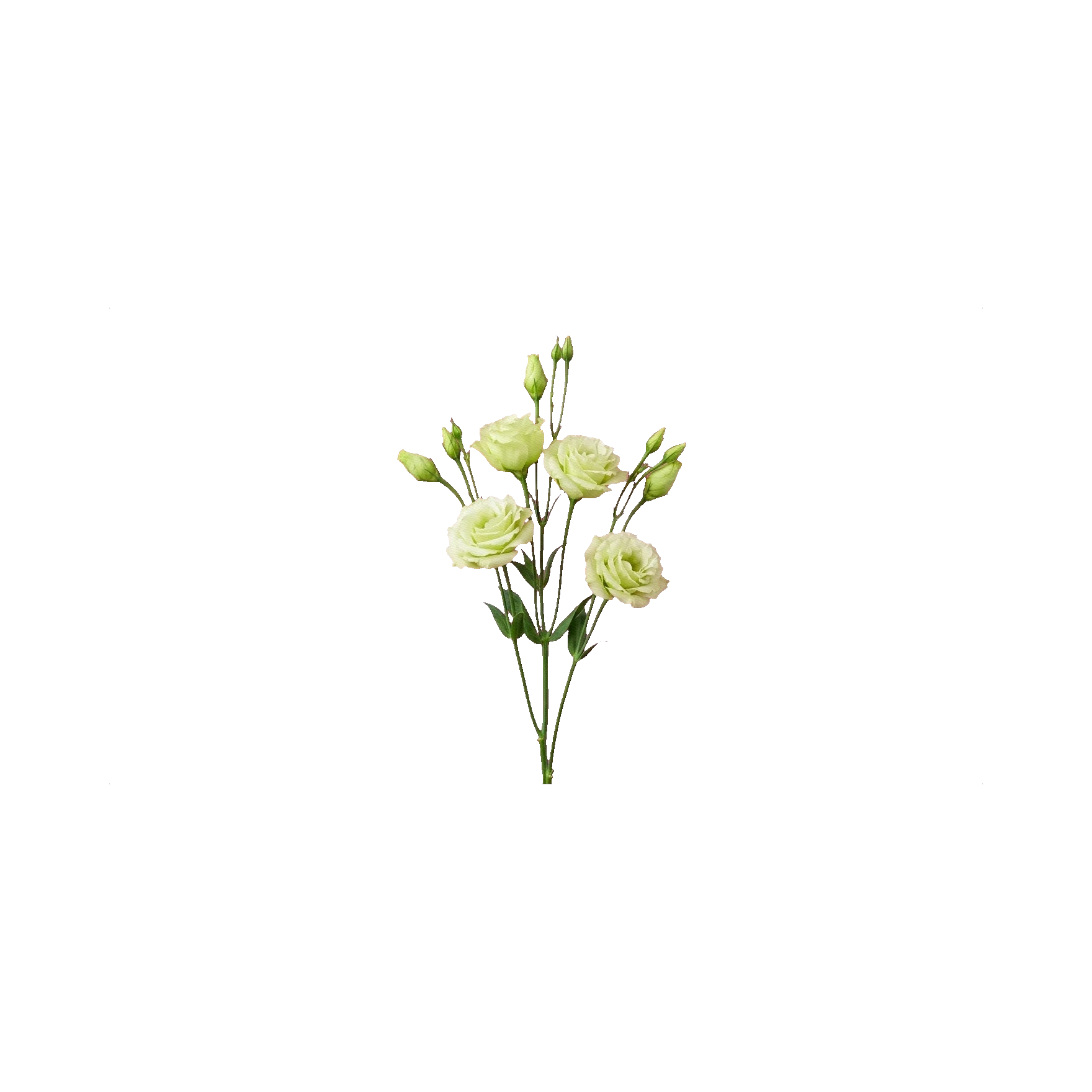 Lisianthus Alissa Green