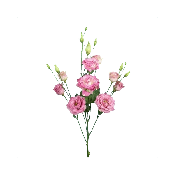 Lisianthus Alissa Pink