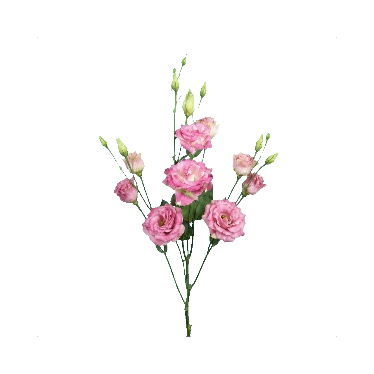 Lisianthus Alissa Pink