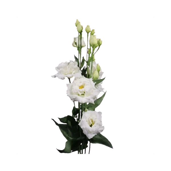 Lisianthus Alissa White