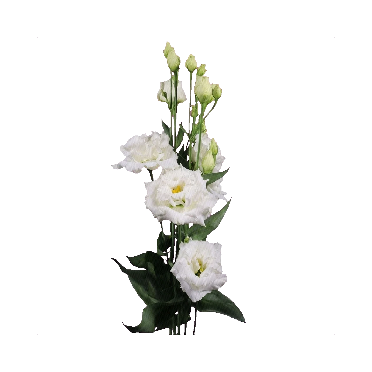 Lisianthus Alissa White