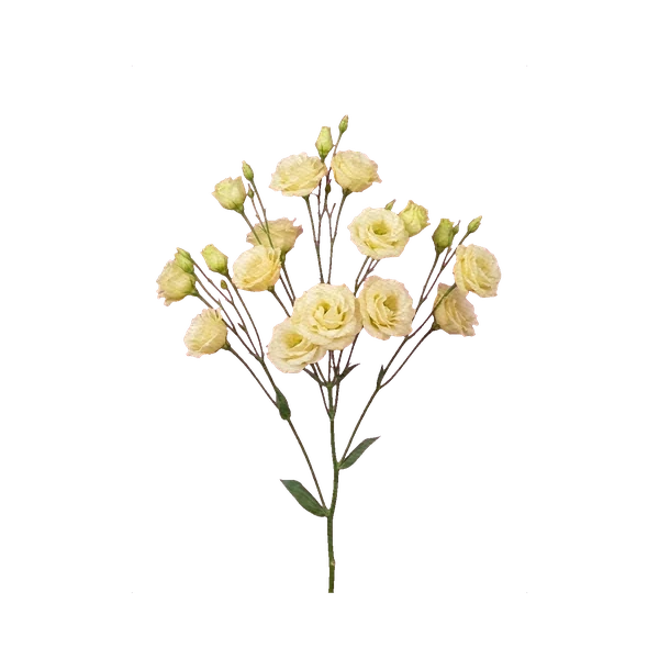 Lisianthus Alissa Yellow
