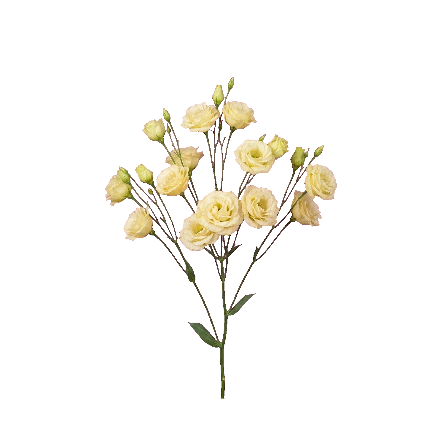 Lisianthus Alissa Yellow