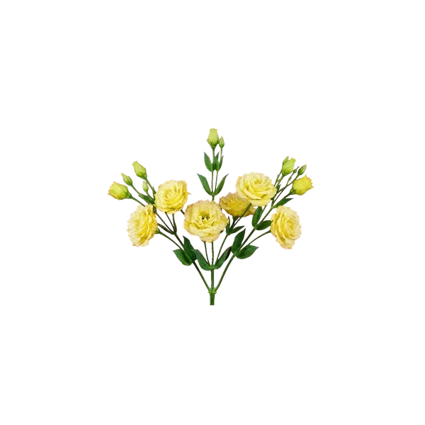 Lisianthus Alissa Yellow