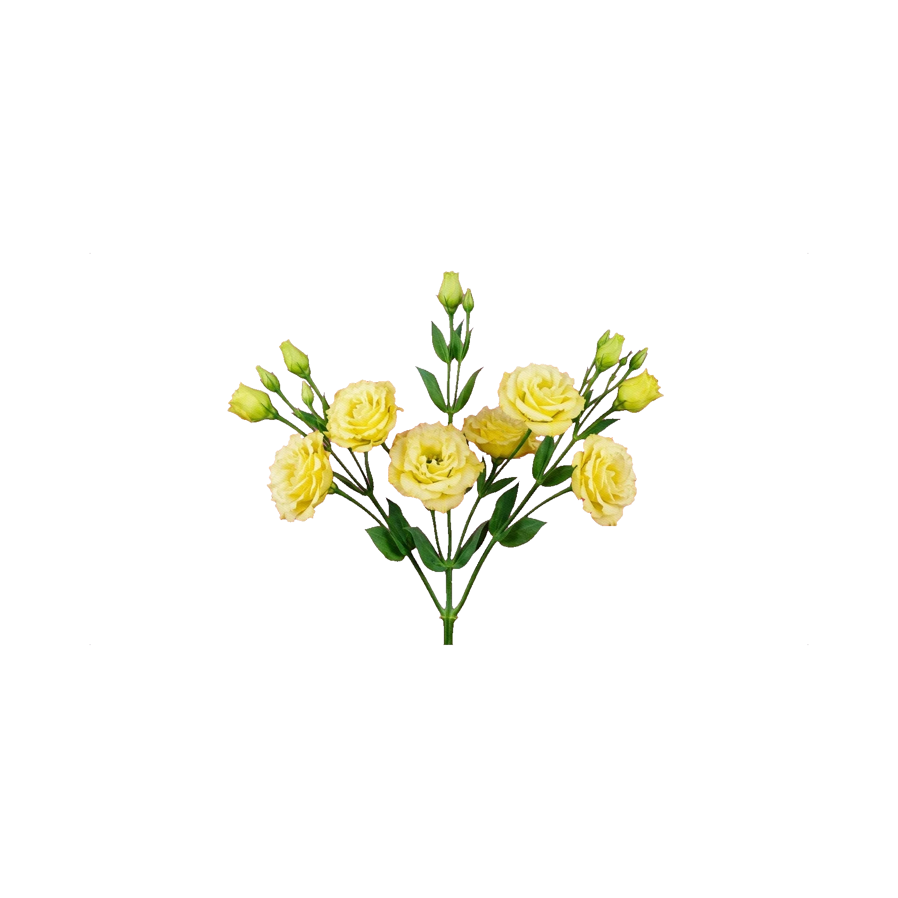 Lisianthus Alissa Yellow