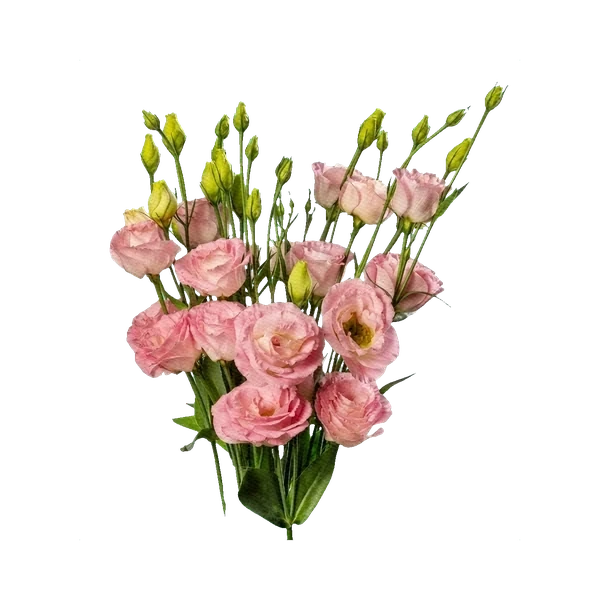 Lisianthus Arosa Pink