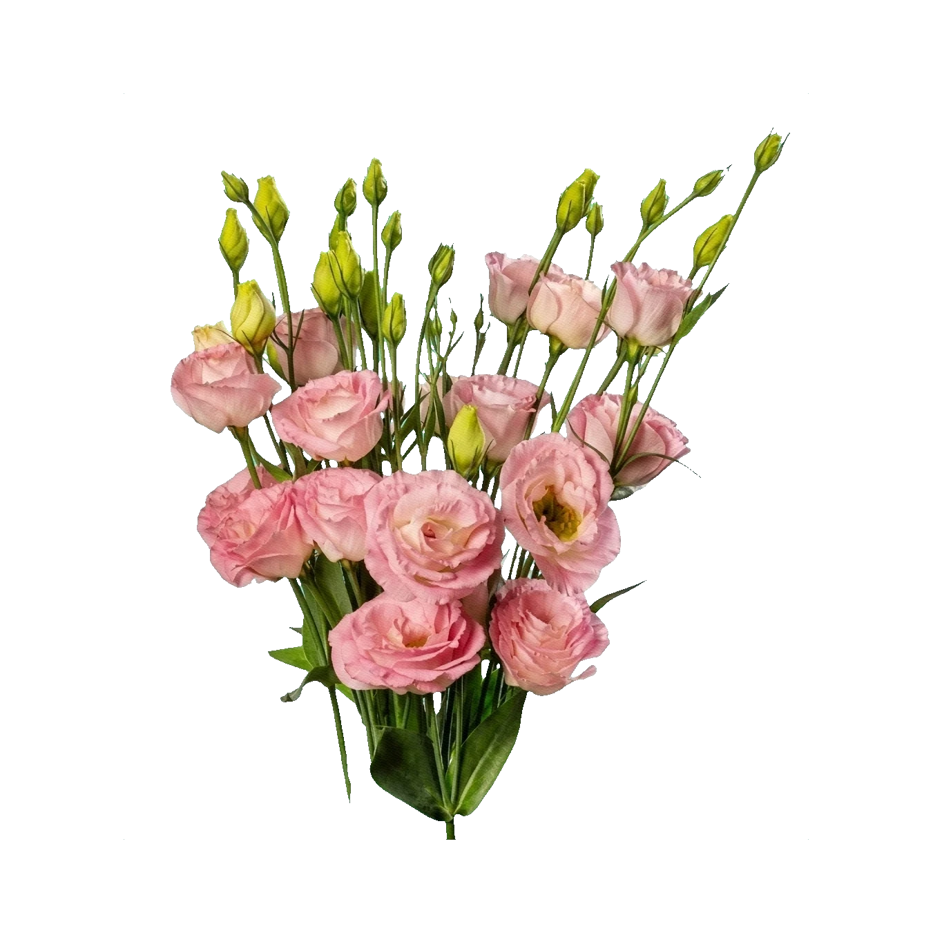 Jícnovka (lisianthus)