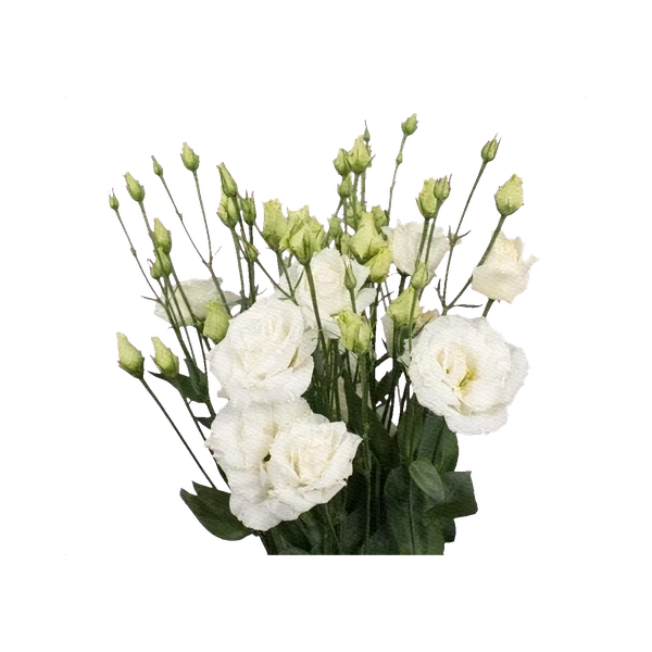 Lisianthus Arosa White